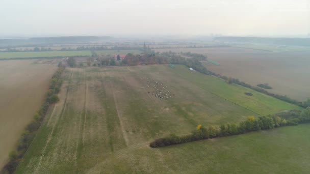 Aerial View Lipizzaner Horses Open Field Morning — Stockvideo