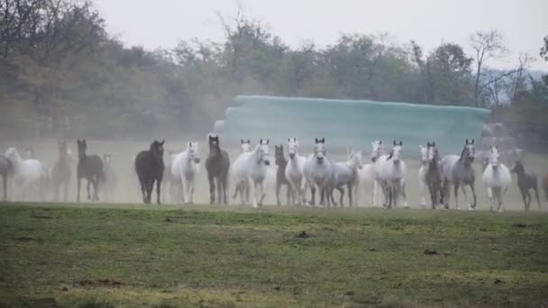 Lipizzaner Horses Running Field Morning — Stockvideo
