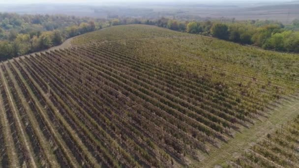 Aerial View Vineyard Autumn Beautiful Sunny Day — Stock Video