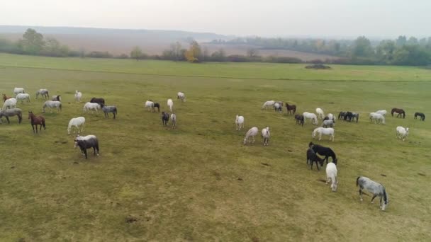 Aerial View Lipizzaner Horses Open Field Morning — Stock Video