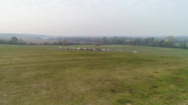 Aerial View Lipizzaner Horses Open Field Morning — Video