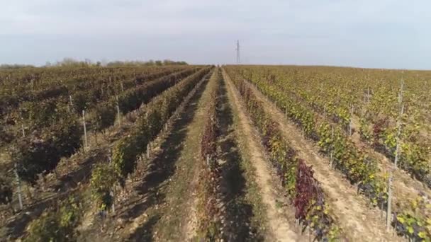 Aerial View Vineyard Autumn Beautiful Sunny Day Clear Blue Sky — Stock video
