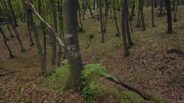 Walking Trail Forest Pov Crane Shot Woods High Thin Green — стоковое видео