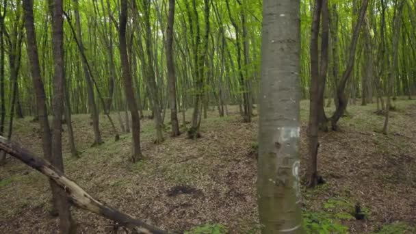 Walking Trail Forest Pov Crane Shot Woods High Thin Green — ストック動画