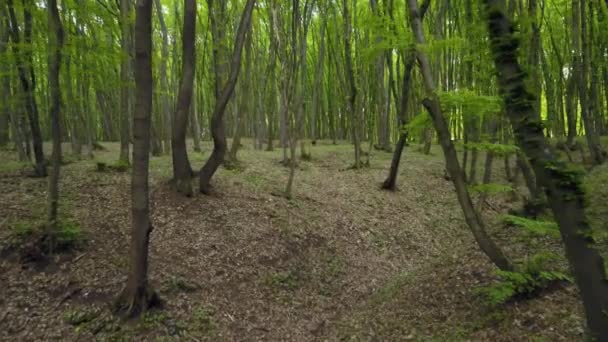 Walking Trail Forest Pov Crane Shot Woods High Thin Green — Video Stock