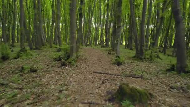 Walking Trail Forest Pov Crane Shot Woods High Thin Green — Stok Video