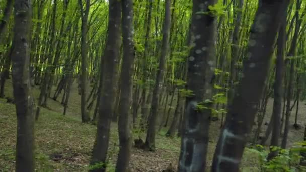 Walking Trail Forest Pov Crane Shot Woods High Thin Green — Vídeo de stock