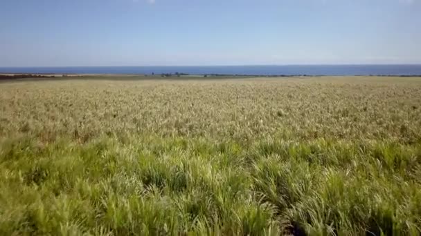 Drone Shot Going Forward Just Sugar Cane Field Mauritius Island — Stock Video