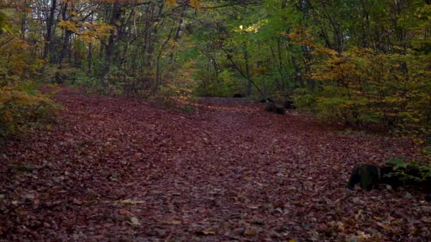 Autumn Path Woods Budapest Hungary Recorded Sony Alpha 7Iii Camera — стоковое видео