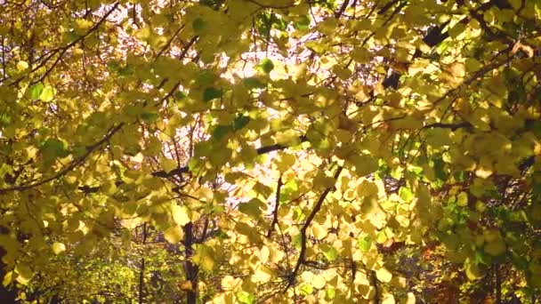 Vento Deixa Lentidão Floresta Budapeste Hungria Gravado 1080P 120Fps Com — Vídeo de Stock