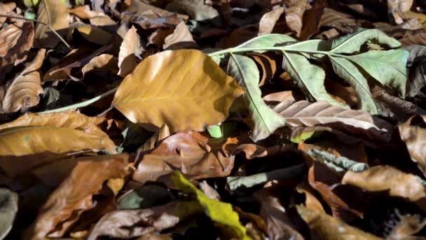 Leaves Autumn Woods Budapest Hungary Recorded Sony Alpha 7Iii Camera — Video