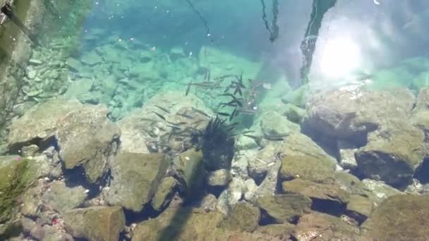 Kleine Visjes Het Havenwater Zichtbare Stenen Zonreflectie Blauw Water — Stockvideo