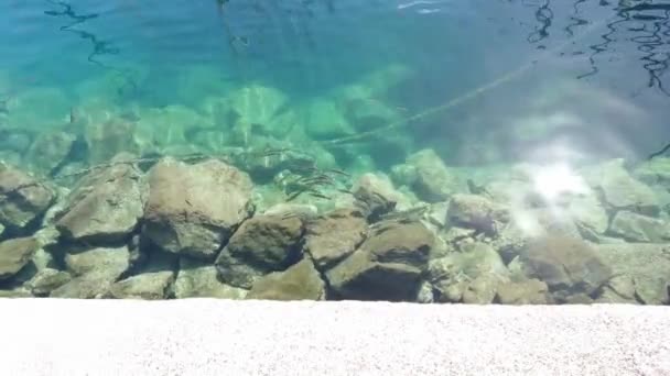 Małe Ryby Wodzie Porcie Widoczna Skała Odbicie Słońca Niebieska Woda — Wideo stockowe