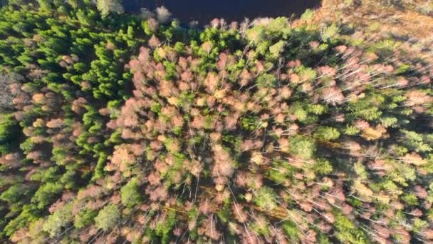 Imagens Drones Top View Uma Floresta Outono Colorida Revelando Lago — Vídeo de Stock