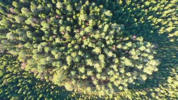 Imagens Drones Top View Uma Floresta Outono Colorida Revelando Uma — Vídeo de Stock