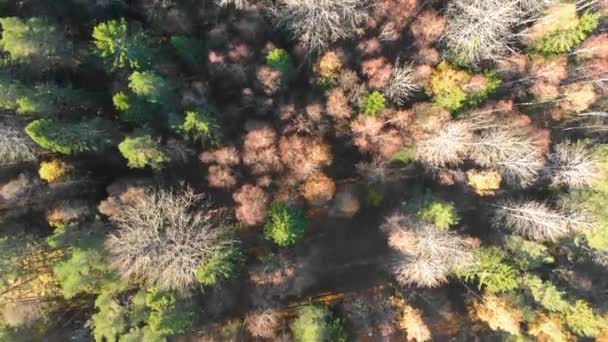 Drone Footage Top View Colourful Autumn Forest Filmed Realtime — Vídeo de Stock