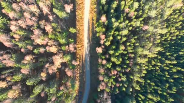 Imagens Drones Top View Uma Floresta Outono Colorida Uma Estrada — Vídeo de Stock