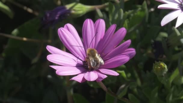 Honey Bee Long Antennae Pink Flower Taking Close — Stockvideo
