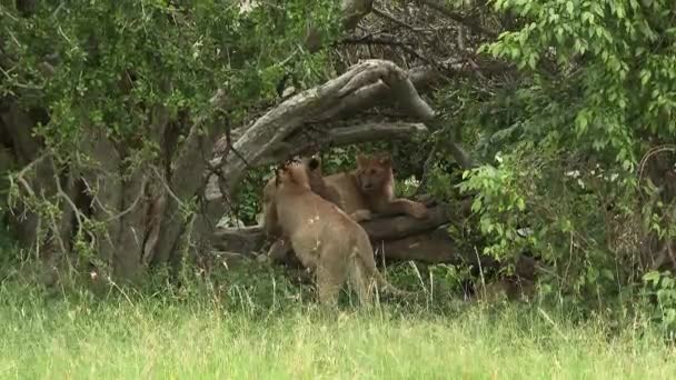 Lion Panthera Leo Juveniles Χαιρετιούνται Ένα Κλαδί Στη Σκιά Ενός — Αρχείο Βίντεο