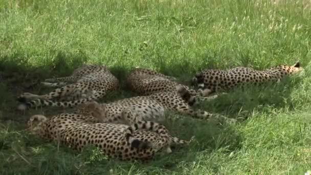 Cheetah Acinonyx Jubatus Cinco Irmãos Maasai Mara Relaxando Juntos Sombra — Vídeo de Stock