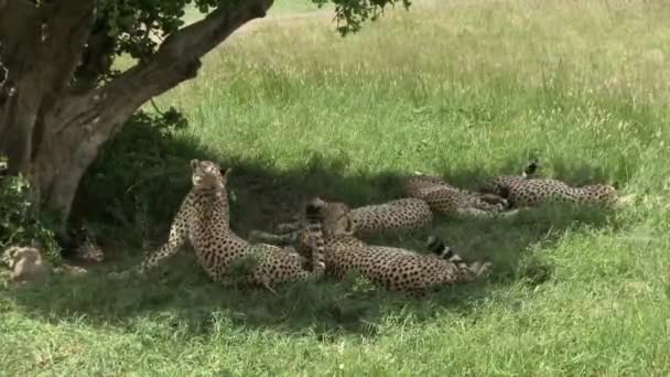 Maasai Mara的 五兄弟 Cheetah Acinonyx Jubatus 在树阴下放松地在一起 — 图库视频影像