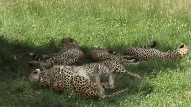 Cheetah Acinonyx Jubatus Five Brothers Maasai Mara Relaxing Together Shade — Stock Video