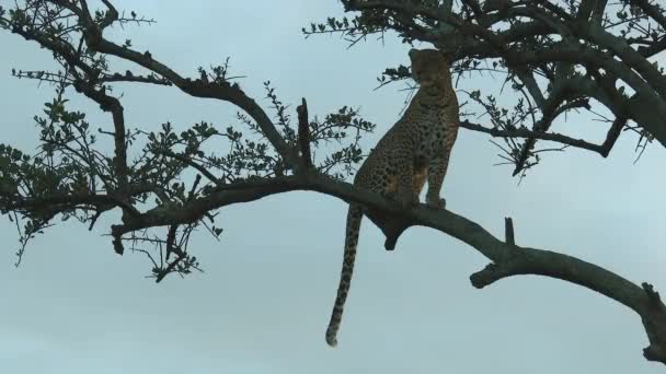 Leopardo Panthera Pardus Sentado Una Rama Árbol Escaneando Distancia Busca — Vídeo de stock