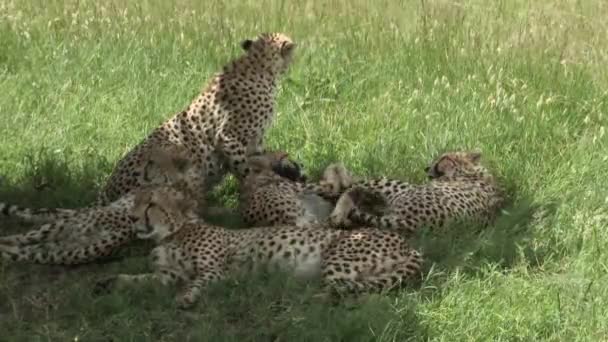 Gepard Acinonyx Jubatus Five Brothers Maasai Mara Relaxovat Spolu Stínu — Stock video