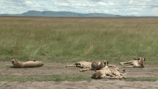 Cheetah Acinonyx Jubatus Πέντε Αδελφοί Του Maasai Mara Χαλαρώνοντας Μαζί — Αρχείο Βίντεο