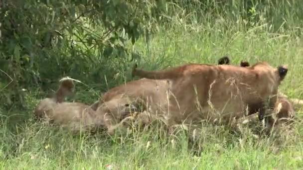 Lví Panthera Leo Mláďata Hrát Relaxovat Spolu Plným Břichem Maasai — Stock video