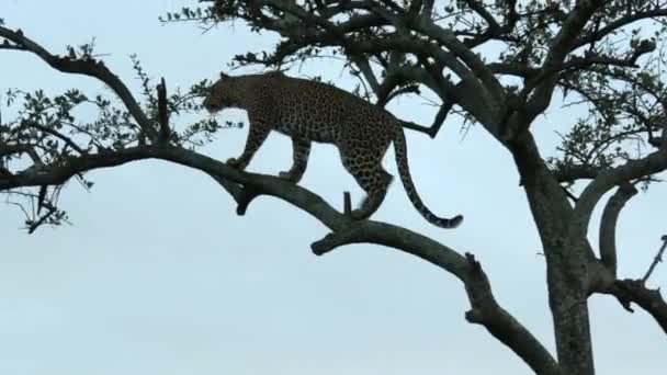 Leopardo Panthera Pardus Seduto Ramo Albero Distanza Scansione Preda Durante — Video Stock