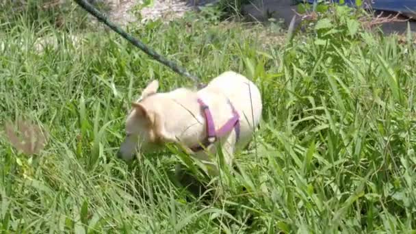 Happy Shelter Dog Leash Playing Grass Ultra Slow Motion — Stock video