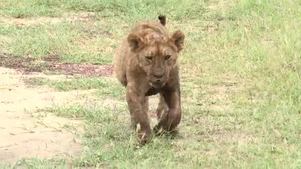 León Panthera Leo Cachorro Caminando Hacia Cámara Con Vientre Lleno — Vídeos de Stock