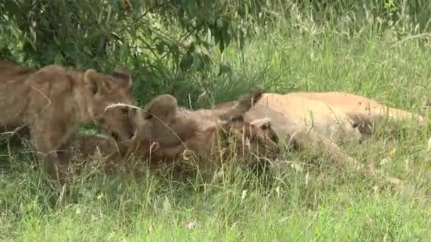 Panthera Leo 새끼들이 놀면서 휴식을 취하고 케냐의 사이마라 — 비디오