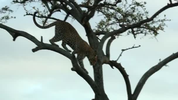 Leopardo Panthera Pardus Che Cammina Salta Giù Albero Durante Tramonto — Video Stock