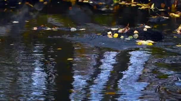 ブラウン トラウトはフィンランドの川で産卵する 川の紅葉した白樺の葉 スローモーション — ストック動画