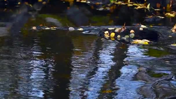 Slow Motion Spawning Brown Trouts Finnish River Fallen Yellow Birch — Stock Video
