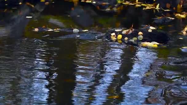 フィンランド 秋の産卵茶色のズボンのスローモーションビデオ 背景に黄色の白樺の葉 — ストック動画