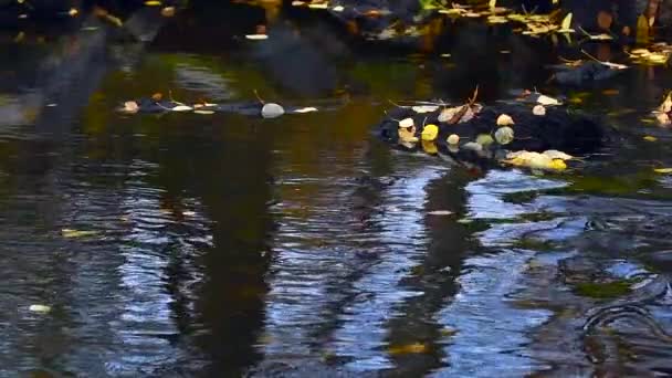 フィンランドの川で産卵するブラウンパンツ 川の冷たい水と倒木 — ストック動画