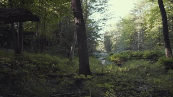 Dolly Spårning Skott Skog Bredvid Ett Litet Träsk — Stockvideo