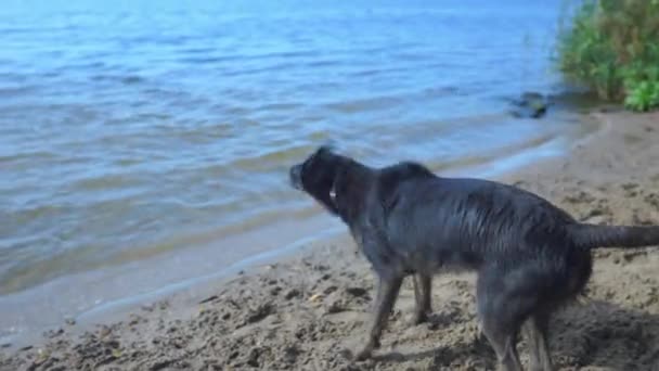 Cães Relaxando Perto Lago — Vídeo de Stock