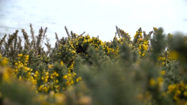 Disparo Cámara Lenta Furia Moviéndose Viento Howth Irlanda Flores Amarillas — Vídeo de stock