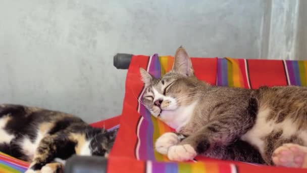 Due Gatti Dormienti Rifugio — Video Stock