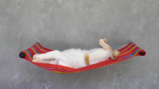 Zpomalený Záběr Bílého Přístřešku Kotě Spí Zádech Kočičí Posteli Zdi — Stock video