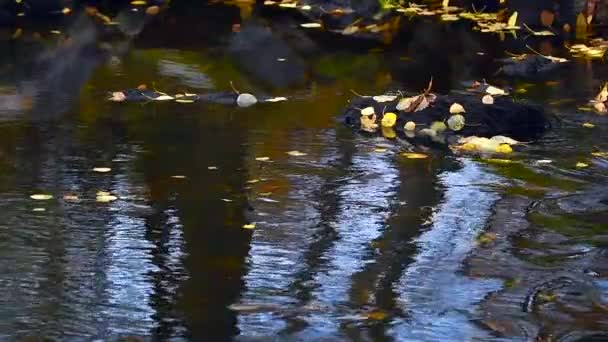 Slow Motion Video Crow Flying Spawning Brown Trouts Scaring Them — Stock Video