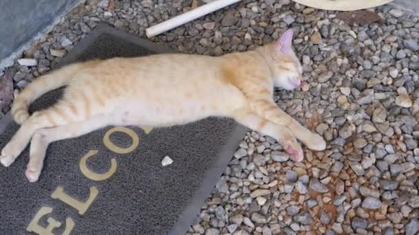 Tatlı Turuncu Kedinin Hoş Geldin Paspasında Uyuduğu Yavaş Çekim — Stok video