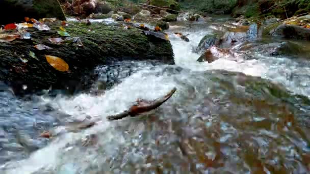 Palo Atasca Agua Movimiento Pequeño Arroyo — Vídeos de Stock