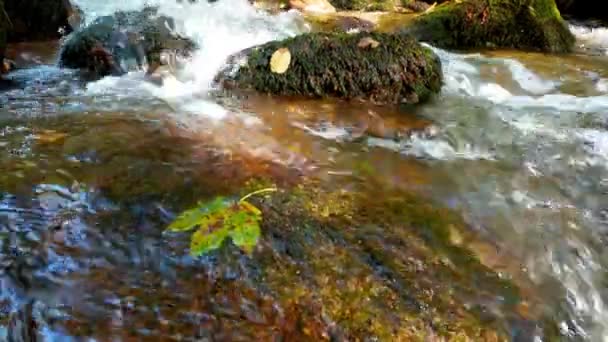 Running Water Peaceful Creek Wooded Setting — Wideo stockowe