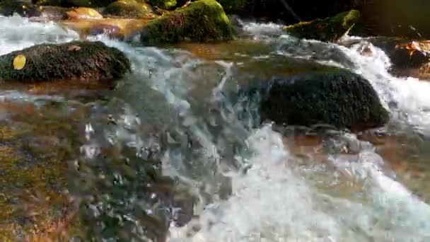 Бегущая Вода Мирного Ручья Лесистой Местности — стоковое видео