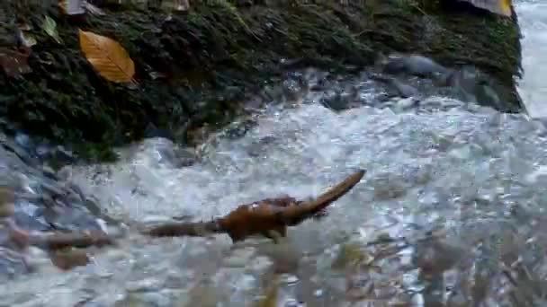 Lugn Bäck Med Mossbeklädda Stenar — Stockvideo